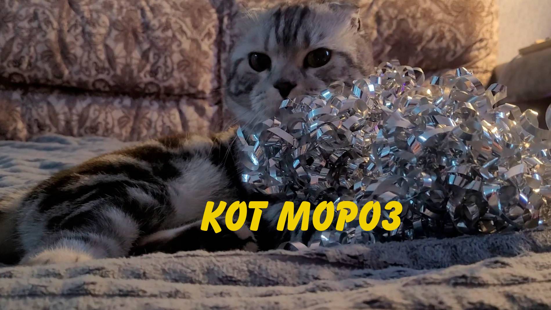 Кот мороз