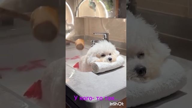 когда собака не любит купаться