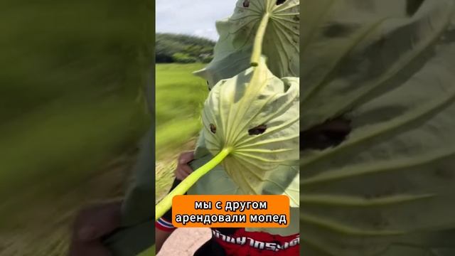 мопед арендовали! #shorts