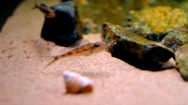 Xenotilapia leptura Cameron Bay WF