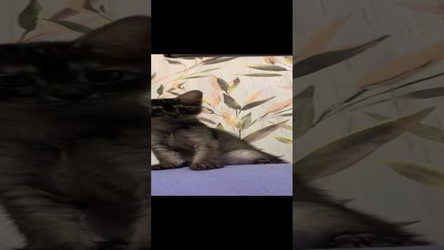 Chausie Чаузи котенок питомник Sunrise