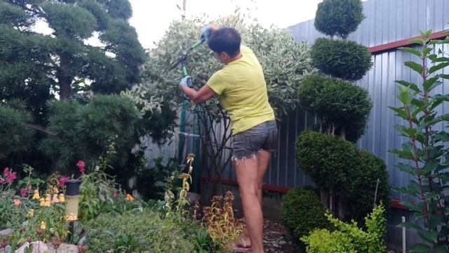 💥 💁 Обалденная красота ,дерен на плетёных ножках💥.