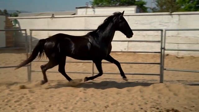 New Arabic Remix song #arabicmusic  #song #musician  #крутая музыка в машину 2024 #поднастроение