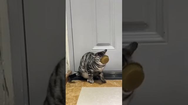 Очень важные кошачьи дела