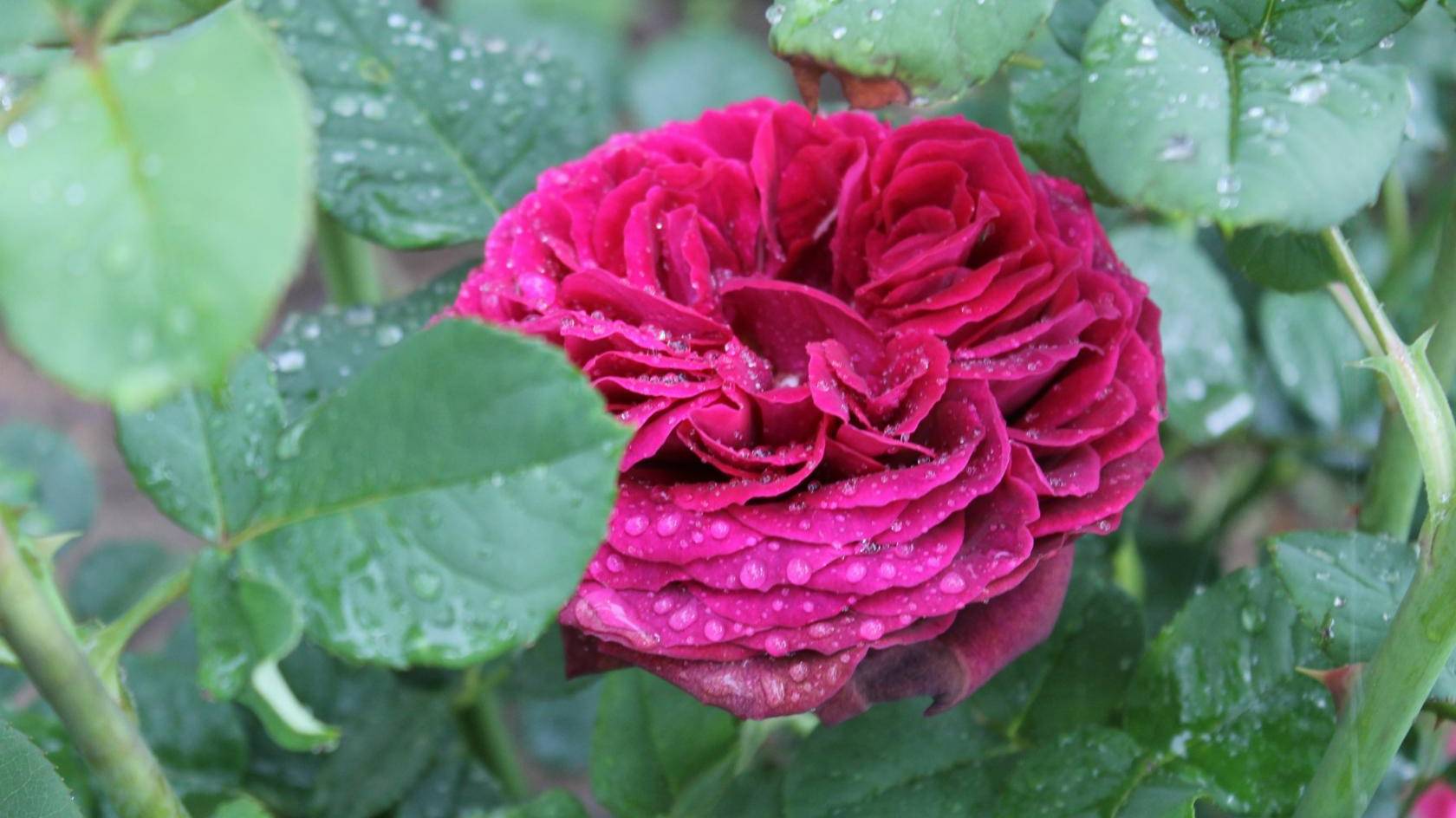 Розы (Мои.) Муз. Сергея Чекалина Солнечное утро.