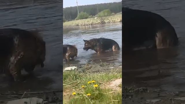 VID-20241116-WA0404.mp4