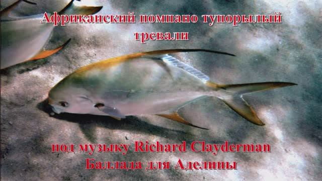 25. Африканский помпано тупорылый тревали под музыку Richard Clayderman Баллада для Аделины