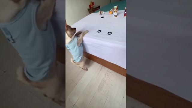 Полезный навык у собаки