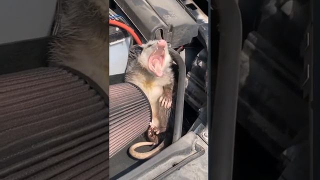 Новая сигнализация от немецкого автопрома 🚘🔊😁