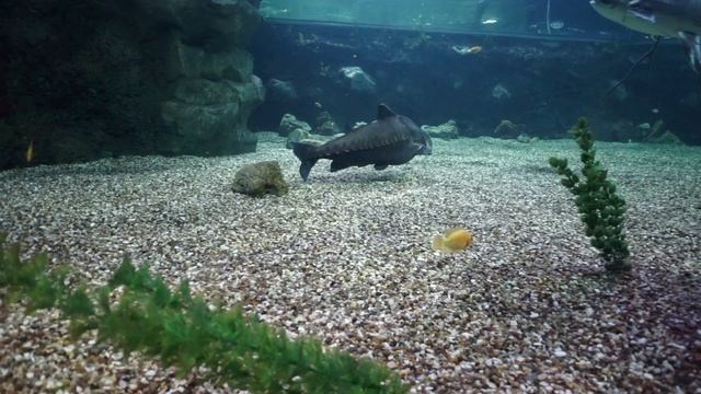 Океанариум пресная вода
