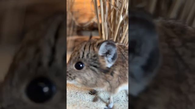Внимание! 

Вас понюхала Слоновая землеройк