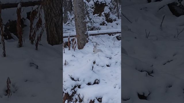 Заяц умывается)