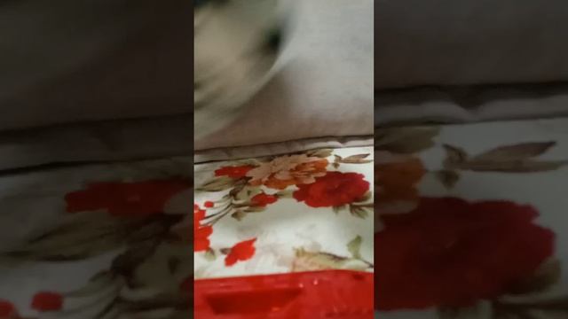 Миша Миша привет мем надеюсь залетит...