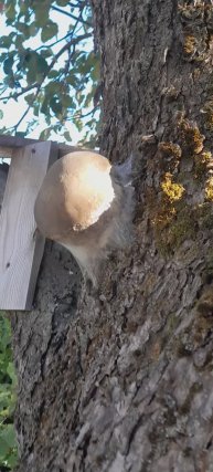 Огромный круглый гриб с паутиной