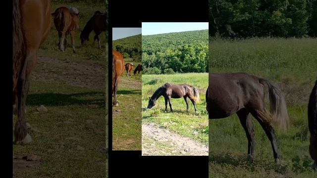 1000081392.mp4