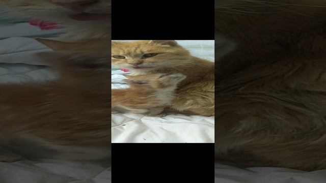 1000099911.mp4