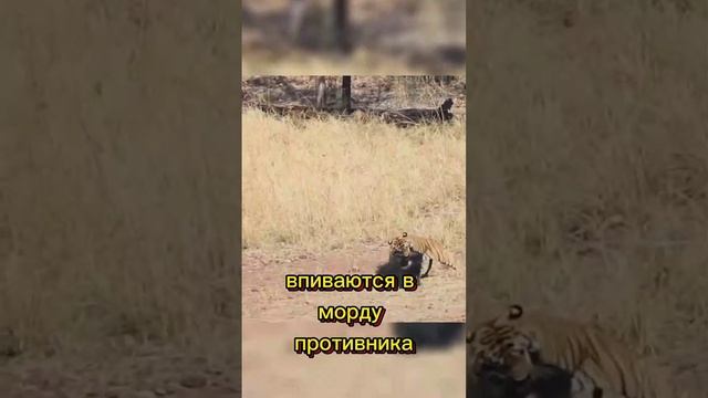 Ярость защищающей своих детенышей медведицы