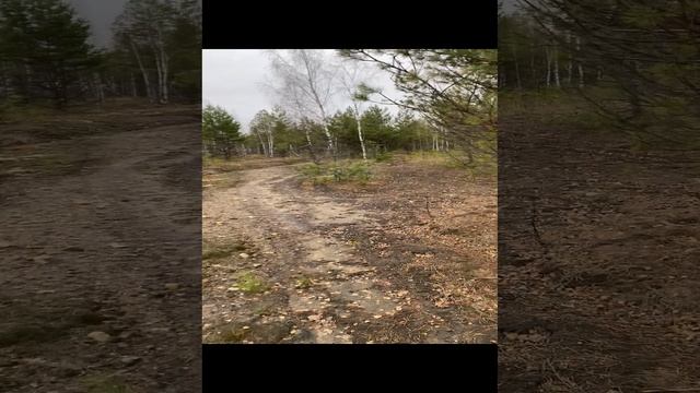 Грибы маслята