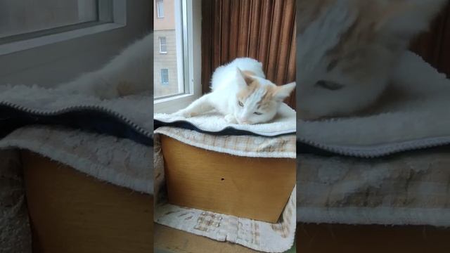 ❤️Ласковый и стеснительный молоденький котик