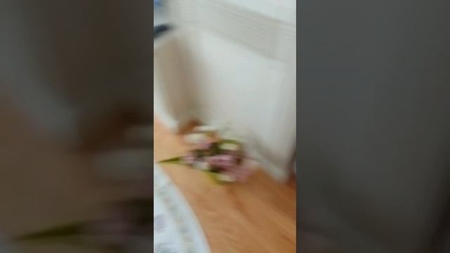 VID-20241117-WA0076