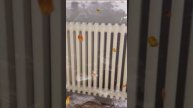 Радиаторы отопления 👍 Подписывайтесь 🤝
