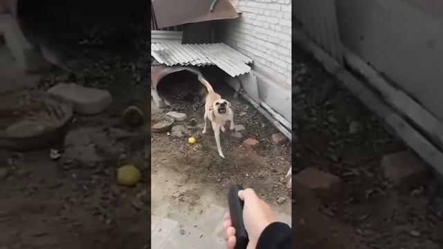 Отпугиватель Собак.