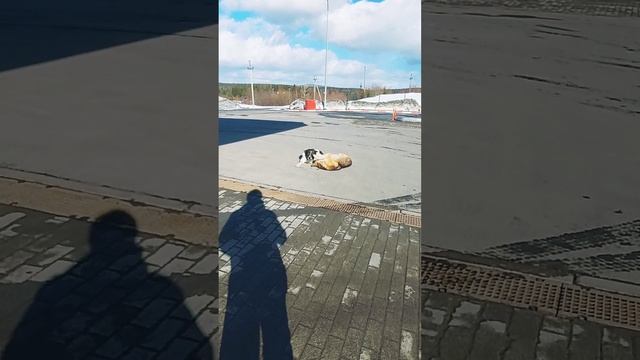 Королева бензоколонки