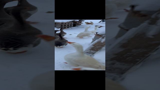 Гуси. Если хочешь быть здоров-закаляйся💪