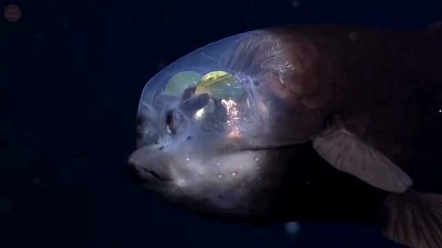 Barreleye fish - strangest sea creatures in the world