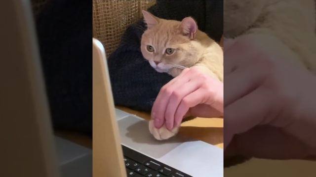 Учим котика ставить лайки