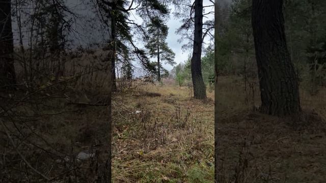 Продается эксклюзивный земельный участок 14.3 сотки в сосновом бору, поселок Торфопредприятия.