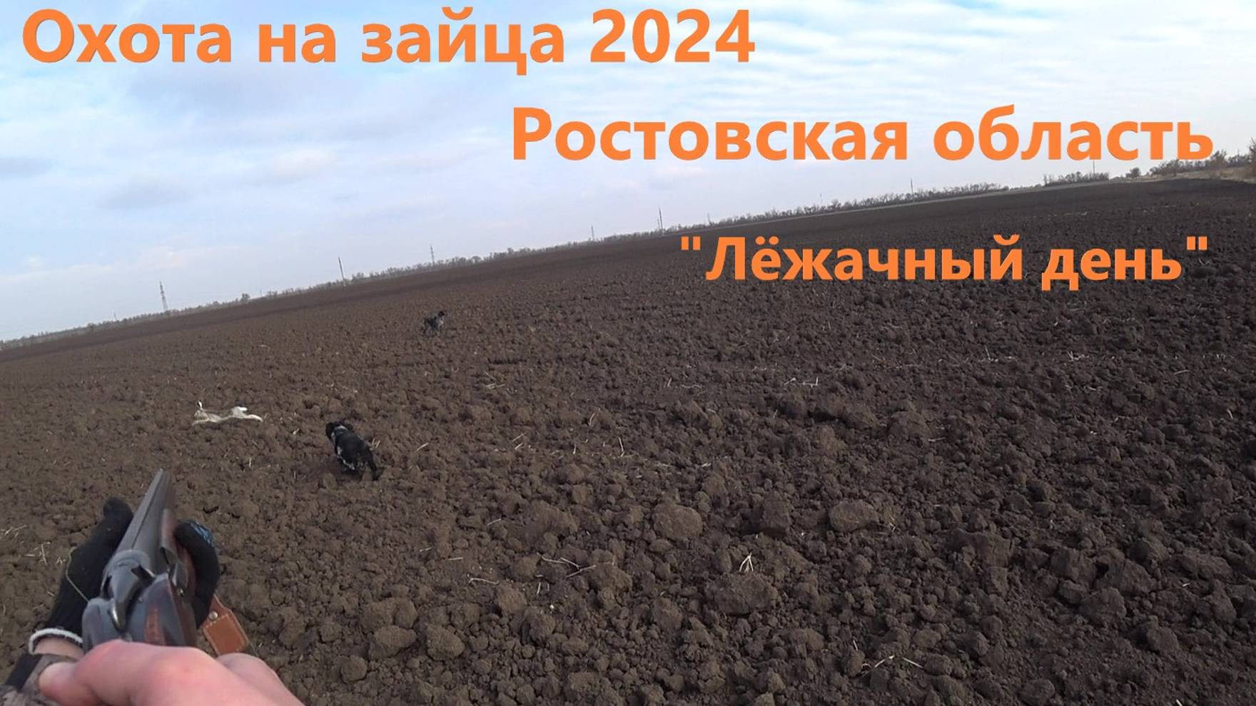 Охота на зайца 2024. Заяц под каждой кочкой. Ростовская область