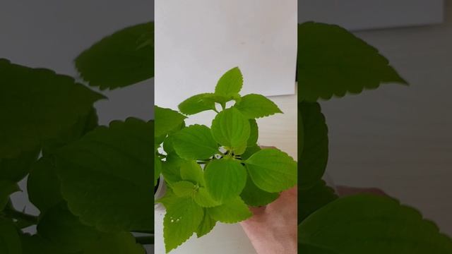 Колеус Stardust Green.