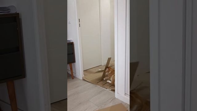 Рыжие коты экспериментам не поддаются