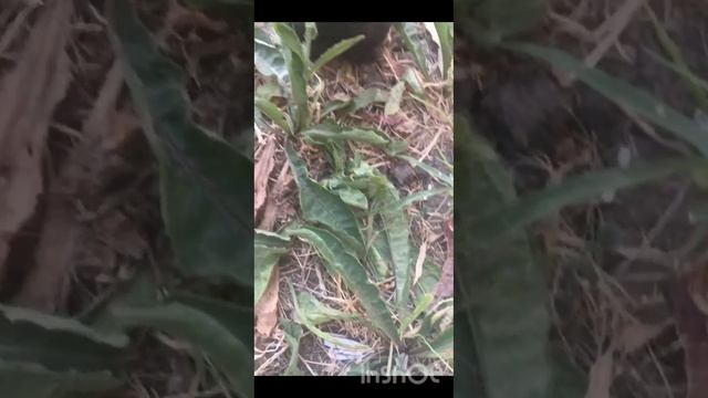 Коко-кола! Эксперимент! Сода!