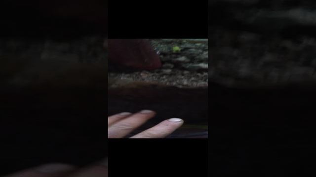 Банан на проверке, занёс домой,успел до морозов.ноябрь, 24г