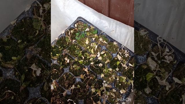 Один день из жизни семейного минипитомника РасСаДаЧка-Чкаловск
Работаем всей семьёй!
#рассадачкалов