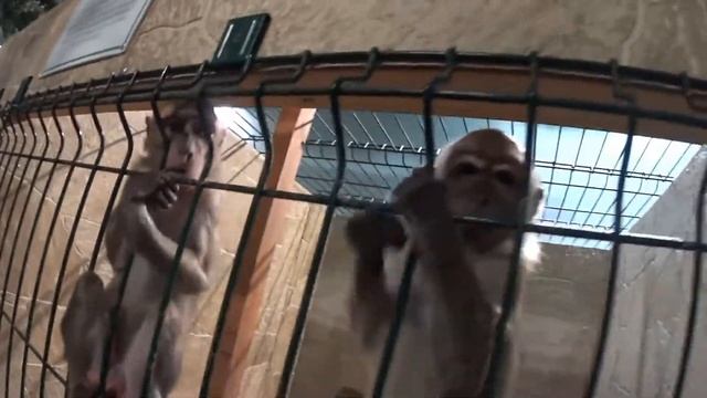 Контактный зоопарк