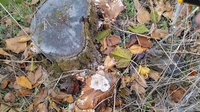 7 серия Грибы 2024. Грибные букеты! Ведро грибов домой унесла! Сбор грибов