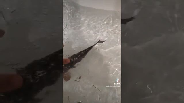 Домашние питомцы👍😂