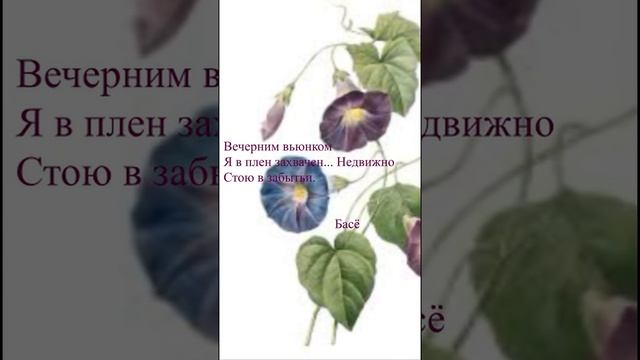 Басё - "Вечерним вьюнком"
