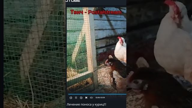 Смотрим интересное видео за донат на стриме