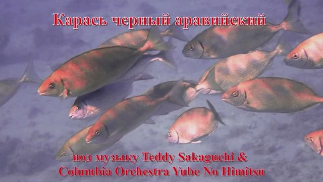 27. Карась черный аравийский под музыку Teddy Sakaguchi & Columbia Orchestra Yube No Himitsu