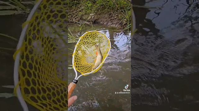 🐠🐠🐠☝️