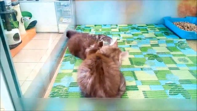 Добрые Великаны Котята Мейн – Кун пушистые непоседы maine coon good giants kitten