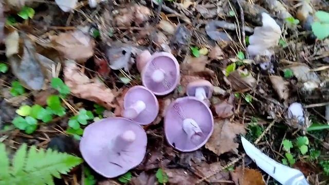 5 серия Грибы 2024. Собираем поздние осенние грибы.