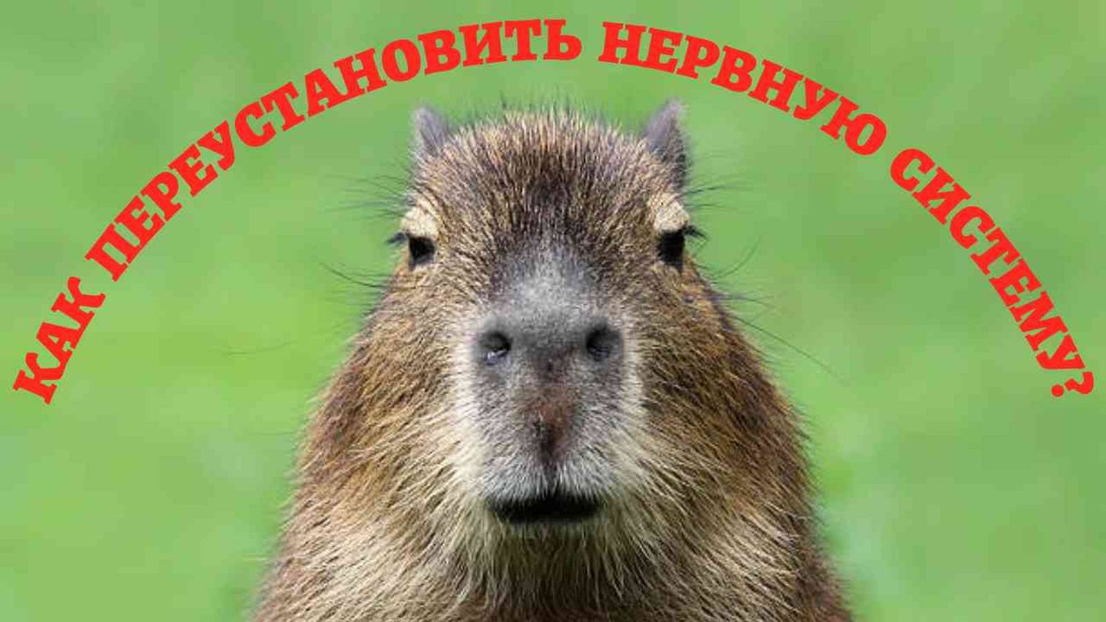 СТРЕСС, УСТАЛОСТЬ, ТРЕВОГА-Всё прочь! Хорошее настроение-это легко! Рецепт прост.