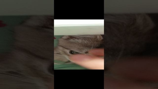 Запах хозяйки!😺💤