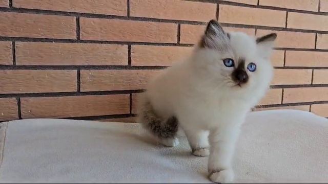 милый котёнок