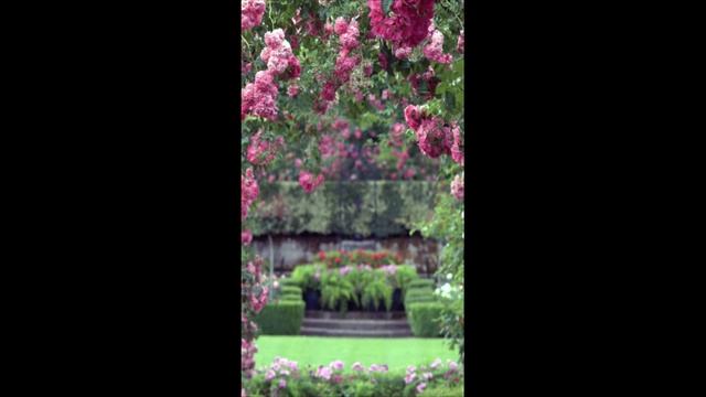 Вьющийся кустарник с крупными ароматными цветами, добавляющий красоту и уют в сад